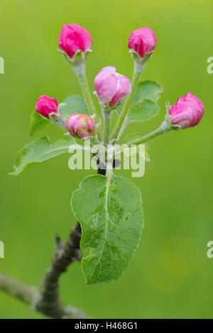 Apple Blossom, gemme, medium close-up, il melo, albero, filiale, la molla di alberi da frutto, rosa, rosa, fiore, chiuso, dolcemente, foglie, fioritura di un albero, botanica, di alberi da frutto, agricoltura, coltivazione di frutta di stagione,, Foto Stock