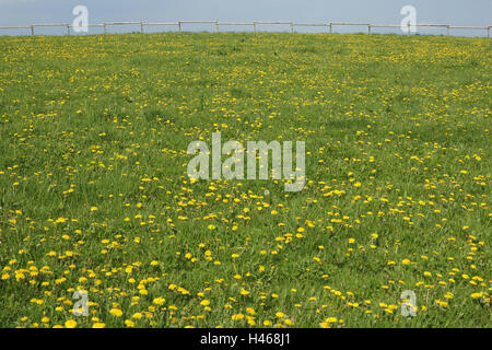 Prato, Tarassaco, blossom, prato tarassaco, fiori, giallo fiore, erba verde, recinzione, recinzione di legno, natura, cielo, nessuno, Foto Stock