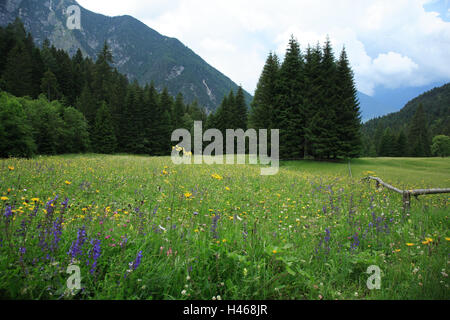 In Italia le Dolomiti, Lorenzago di Cadore, prato di fiori, alberi, estate, Foto Stock