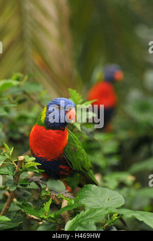 Uccelli, due lorises, sfondo vaga, Foto Stock