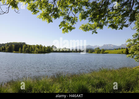 In Germania, in Baviera, Algovia, Seeg, Schwaltenweiher, est Allgäu, alberi, montagne, montagne delle Alpi, stagione, silenzio, acque, Stagno, lago, paesaggi, natura, primavera idillio, riposo, legno, cielo blu, Foto Stock