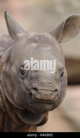 Rinoceronte, il rinoceronte indiano, Rhinoceros unicornis, giovane animale, ritratto, visualizzazione Foto Stock