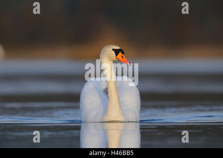 Gobba swan, Cygnus olor, nuotare, Foto Stock