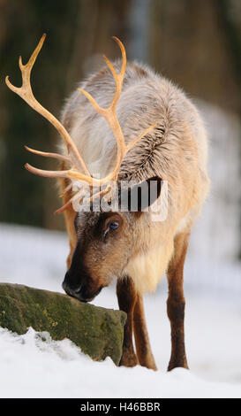 La renna, Rangifer tarandus, vista frontale Foto Stock