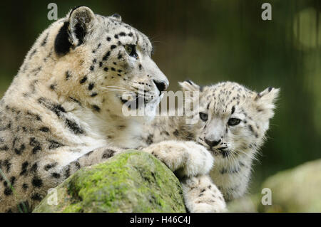 Snow Leopard, Uncia uncia, il dado con il giovane animale, Foto Stock