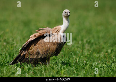 Oca avvoltoio, Gyps fulvus, prato, Foto Stock