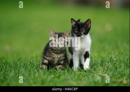 Casa gattini giovani animali, prato, sedersi, Foto Stock