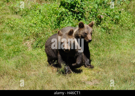Orso bruno, Ursus arctos, animali giovani, con testa, eseguire, Foto Stock