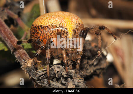 Giardino in marmo spider, femmina, giallo, rosso-marrone, Foto Stock