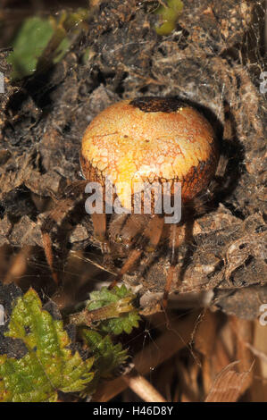 Giardino in marmo spider, femmina, giallo, rosso-marrone, Foto Stock