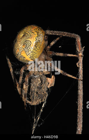 Giardino in marmo spider, femmina, giallo, rosso-marrone, Foto Stock