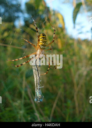 Wasp del pin con la preda, feather dragonfly, Foto Stock