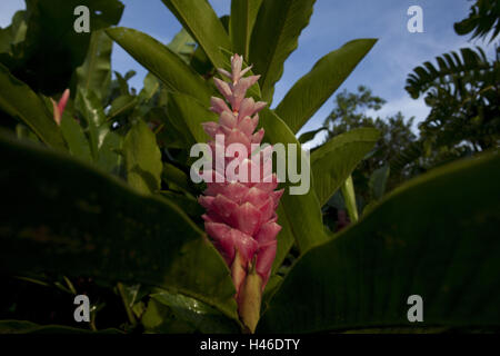 Impianto di zenzero, Zingiberaceae, Alpinia purpurata, provincia di Alajuela, Costa Rica, vulcano Arenal national park, Foto Stock