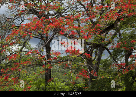 Provincia Puntarenas, Costa Rica, flame tree, Delonix regia, Foto Stock