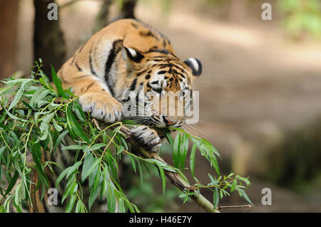 Tigre Siberiana, Panthera tigris altaica, metà ritratto, ramo di bambù, vista frontale, arrampicata, Foto Stock