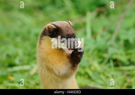 Colorata, Martens Martes flavigula, metà ritratto, vista laterale, mangiare, Foto Stock