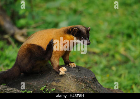 Colorata, Martens Martes flavigula, tronco, vista laterale, sedersi, Foto Stock