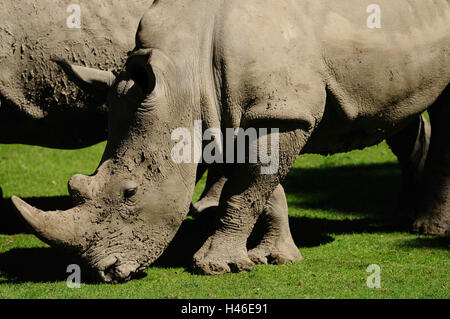 A bocca larga rinoceronte, Ceratotherium simum simum, metà ritratto, prato, vista laterale, stand, Foto Stock