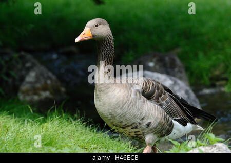 Oca Graylag, Anser anser, prati, passeggiate, vista laterale, la messa a fuoco in primo piano, Foto Stock