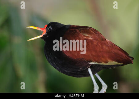 Rosso foglia di fronte i polli, Jacana jacana, stand, gridare, vista laterale Foto Stock