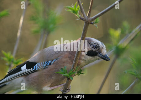 , La Ghiandaia Garrulus glandarius, ramo, vista laterale, stand, la messa a fuoco in primo piano, Foto Stock