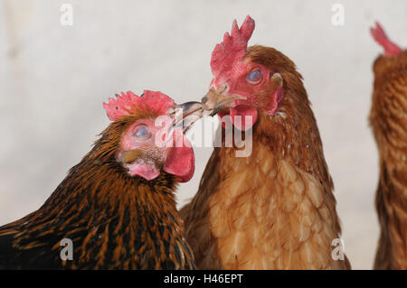 Pollo, Gallus gallus domesticus, femmine, ritratto, vista laterale Foto Stock