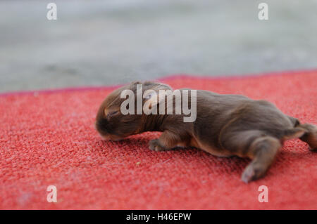 Nana di colore 'Blaze Havana', giovane animale, giacciono cieco, moquette, vista laterale Foto Stock