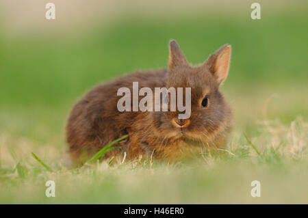 Netherland Dwarf Rabbit 'loh Havanna', giovane animale, prato, vista frontale, accovacciato, accovacciata, guardando la telecamera, Foto Stock