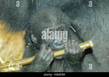 Pianura gorilla giovane animale, ritratto, Foto Stock