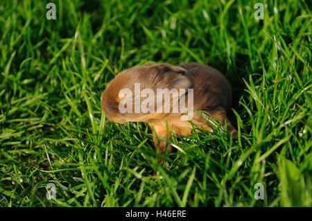 Nana di colore 'Blaze Havana', giovane animale, giacciono cieco, prato, vista laterale Foto Stock