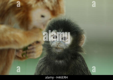 Java-Haubenlangur, Trachypithecus auratus auratus, giovane animale, ritratto, vista la telecamera, Foto Stock