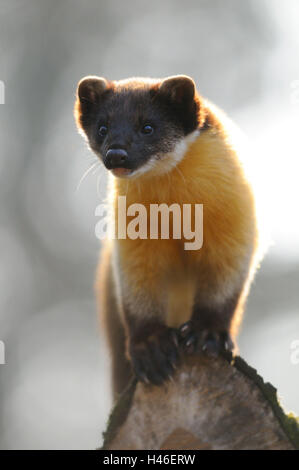 Colorata, Martens Martes flavigula, ramo, con testa, stand, vista la telecamera, Foto Stock