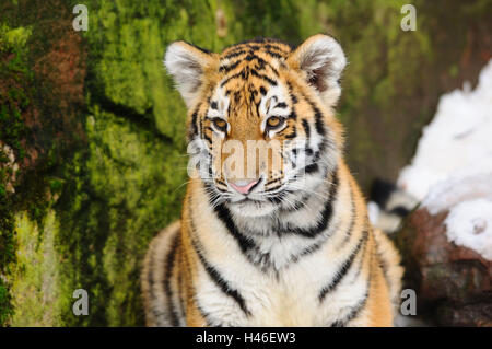 Tigre Siberiana, Panthera tigris altaica, giovane animale, metà ritratto, vista frontale Foto Stock