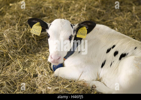 I giovani vitelli con marche auricolari risiede nella paglia, Foto Stock