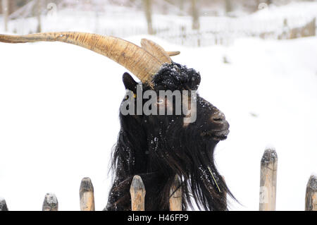 Capra domestica, Capra aegagrus hircus, ritratto, vista laterale, neve in inverno, Foto Stock