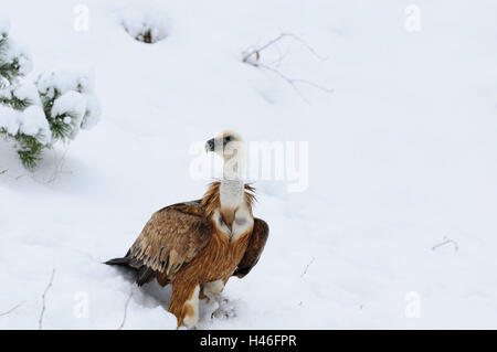 Oca avvoltoi, Gyps fulvus, neve, eseguire, visualizzare la vista laterale, Foto Stock