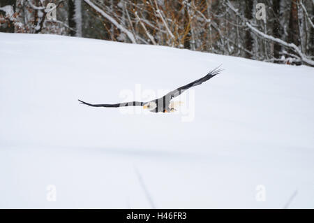 Testa bianca lago di aquile, Haliaeetus leucocephalus, paesaggio invernale, volare, Foto Stock