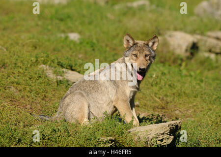 Timberwolf, Canis lupus lycaon, cucciolo, prato, vista laterale, sedersi, vista la telecamera, Germania, Foto Stock