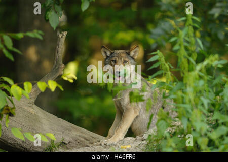 Timberwolf, Canis lupus lycaon, cucciolo, Forest Floor, legno, vista laterale, sedersi, vista la telecamera, Germania, Foto Stock