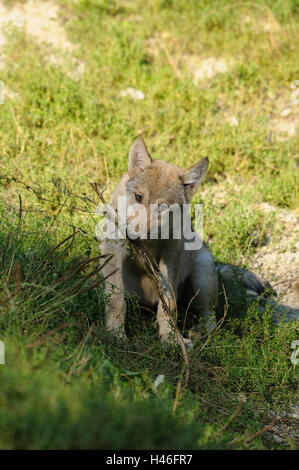 Timberwolf, Canis lupus lycaon, cucciolo, Prato, con testa, sedersi, vista la telecamera, Germania, Foto Stock