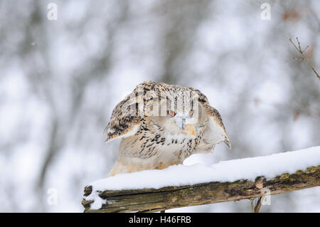 Siberiano occidentale il gufo reale, Bubo bubo sibiricus, ramo, neve vista frontale, lo sbarco, guardando la telecamera, Foto Stock