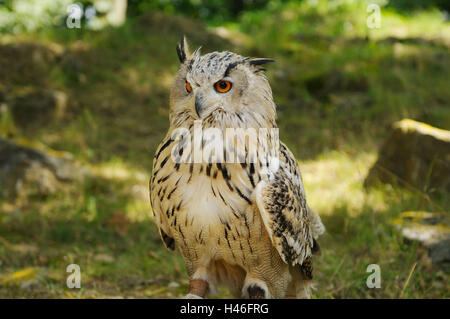 Siberiano occidentale il gufo reale, Bubo bubo sibiricus, prato, vista frontale, seduta, Foto Stock