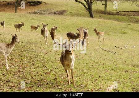 Daini, Cervus dama, maschio, paesaggio, vista frontale, in piedi, guardando la telecamera, Germania, Foto Stock
