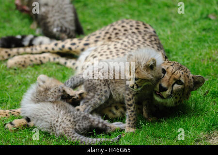 Cheetah, Acinonyx jubatus, dado con animali giovani, Prato, con testa, giacciono, vista la telecamera, Foto Stock