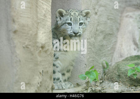 Snow Leopard, Uncia uncia, giovane animale, vista laterale, sedersi, vista la telecamera, Foto Stock