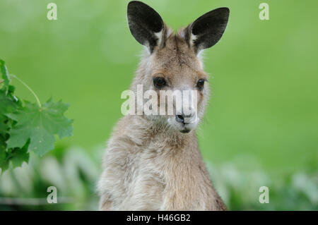 Grigio orientale canguro, Macropus giganteus, giovane animale, ritratto, vista frontale, guardando la telecamera, Foto Stock