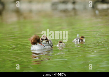 Smergo maggiore, Mergus merganser, acqua, nuoto, vista frontale, la messa a fuoco in primo piano, Foto Stock