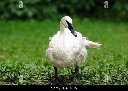 Trumpeter swan, Cygnus buccinatore, seduti, vista frontale, la messa a fuoco in primo piano, Foto Stock