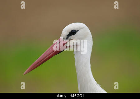 Cicogna bianca, Ciconia ciconia, ritratto, vista laterale, vista la telecamera, Foto Stock