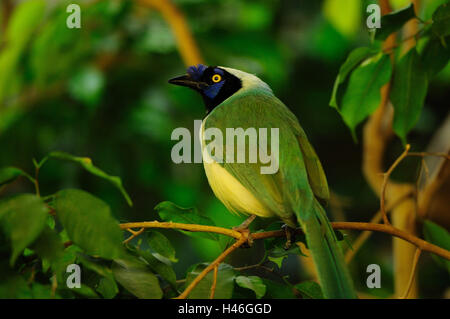 Grünhäher, Cyanocorax yncas, ramo, sedersi, in vista laterale Foto Stock